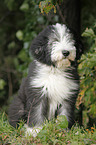 Bearded Collie Welpe