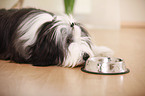 liegender Bearded Collie