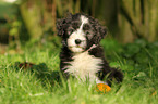 Bearded Collie Welpe