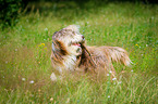 Bearded Collie im  hohen Gras
