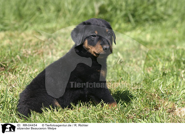 sitzender Beauceron Welpe / sitting puppy / RR-04454