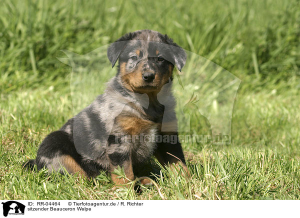 sitzender Beauceron Welpe / sitting puppy / RR-04464