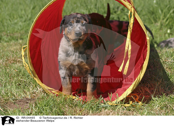 stehender Beauceron Welpe / standing puppy / RR-04465
