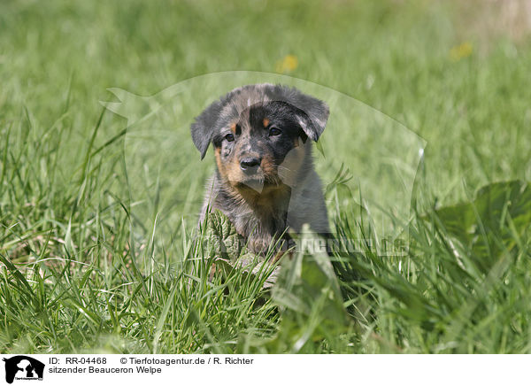 sitzender Beauceron Welpe / sitting puppy / RR-04468