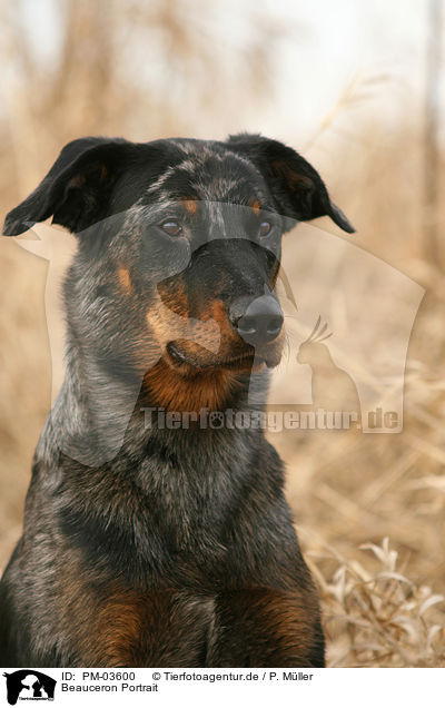 Beauceron Portrait / Beauceron Portrait / PM-03600