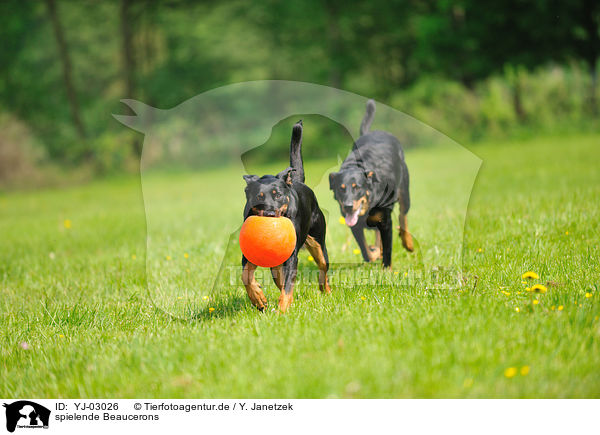 spielende Beaucerons / playing Beaucerons / YJ-03026