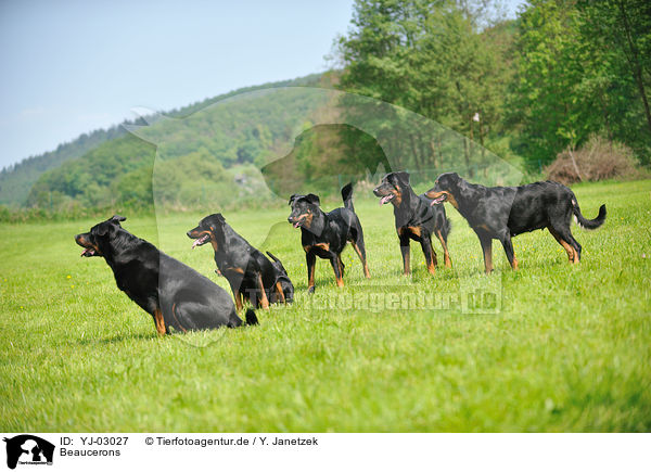 Beaucerons / Beaucerons / YJ-03027