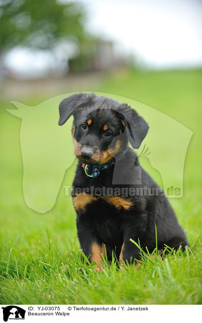 Beauceron Welpe / Beauceron Puppy / YJ-03075