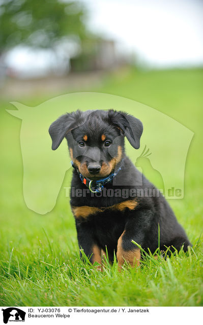 Beauceron Welpe / Beauceron Puppy / YJ-03076
