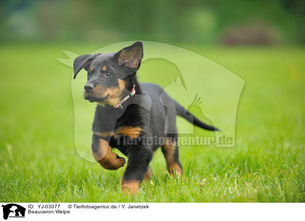 Beauceron Welpe / Beauceron Puppy / YJ-03077