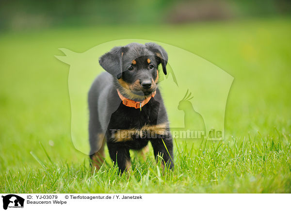 Beauceron Welpe / Beauceron Puppy / YJ-03079
