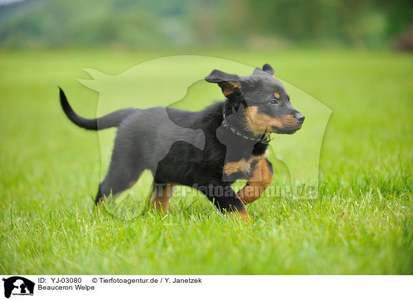 Beauceron Welpe / Beauceron Puppy / YJ-03080