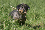 Beauceron Welpe mit Stckchen