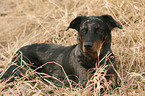 Beauceron