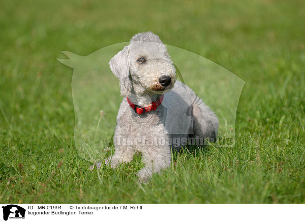 liegender Bedlington Terrier / MR-01994
