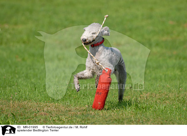spielender Bedlington Terrier / MR-01995