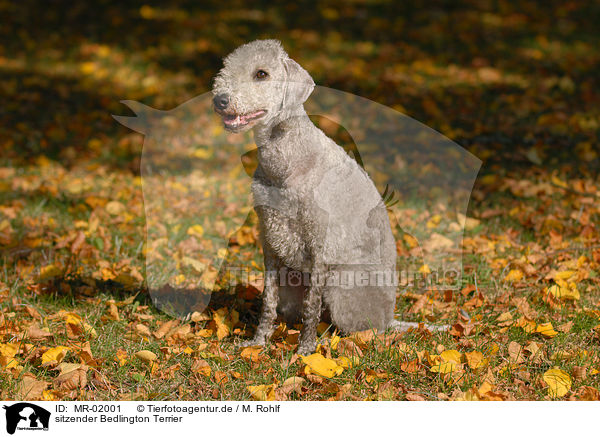 sitzender Bedlington Terrier / MR-02001