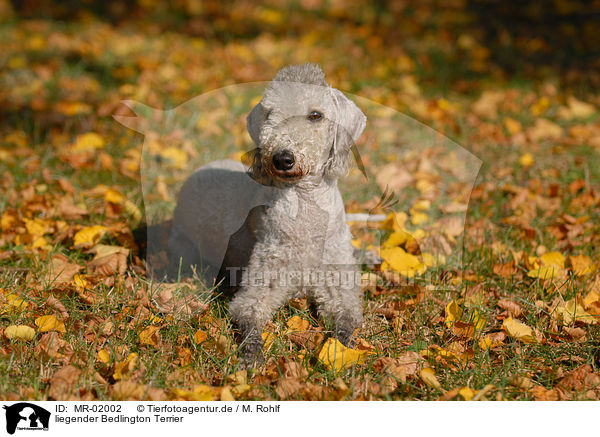 liegender Bedlington Terrier / MR-02002