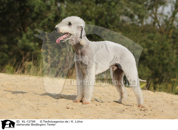 stehender Bedlington Terrier / KL-12786