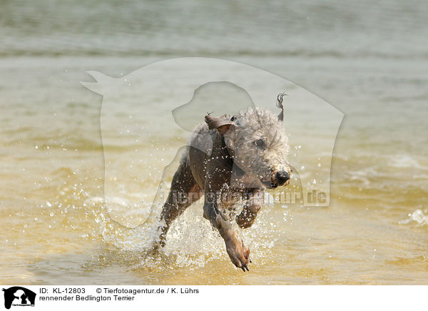 rennender Bedlington Terrier / KL-12803