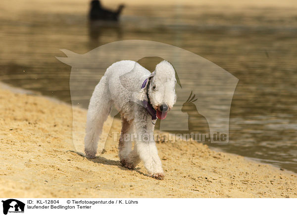 laufender Bedlington Terrier / KL-12804