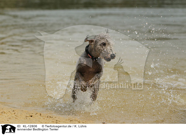 rennender Bedlington Terrier / KL-12806