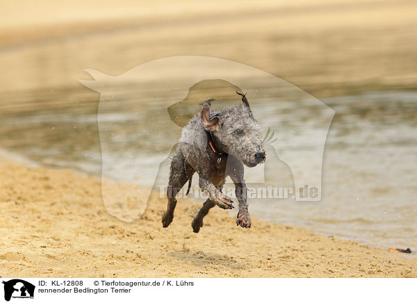 rennender Bedlington Terrier / KL-12808