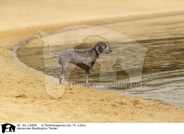 stehender Bedlington Terrier / KL-12809