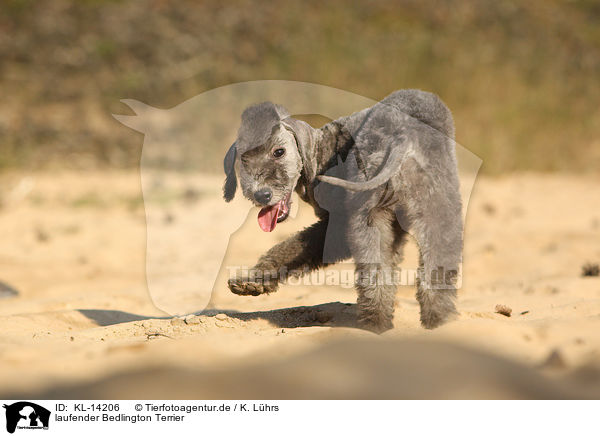 laufender Bedlington Terrier / KL-14206