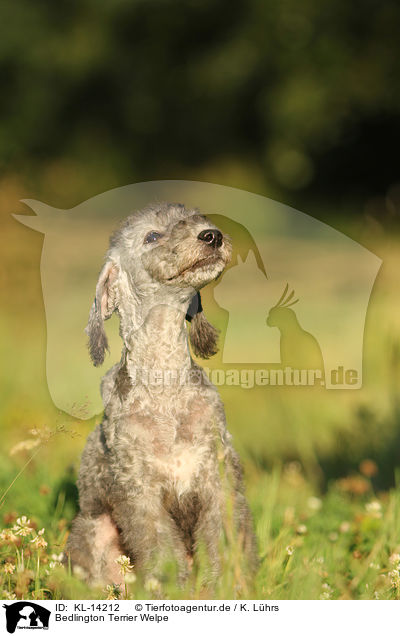 Bedlington Terrier Welpe / KL-14212