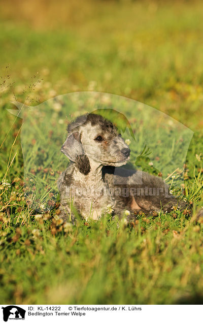 Bedlington Terrier Welpe / KL-14222