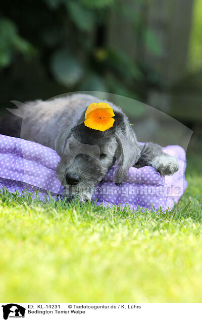 Bedlington Terrier Welpe / KL-14231