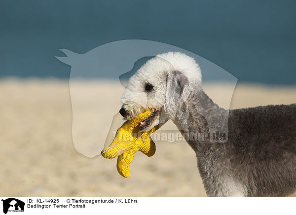 Bedlington Terrier Portrait / KL-14925