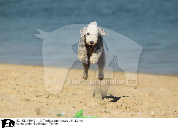 springender Bedlington Terrier / KL-14940