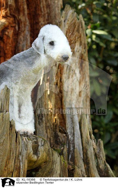 sitzender Bedlington Terrier / KL-16366