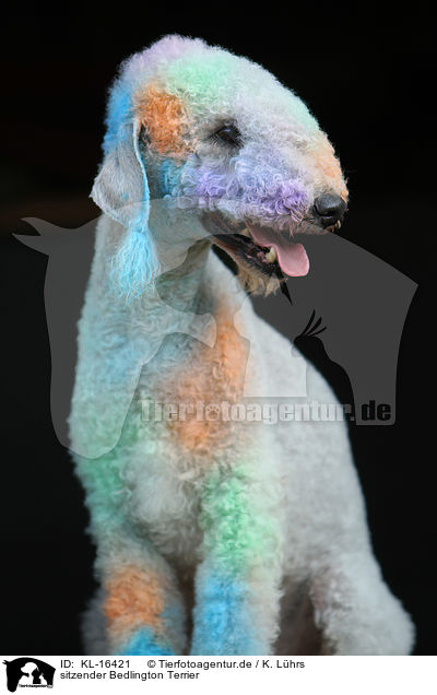sitzender Bedlington Terrier / sitting Bedlington Terrier / KL-16421