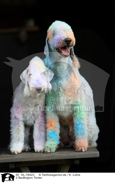 2 Bedlington Terrier / 2 Bedlington Terrier / KL-16423