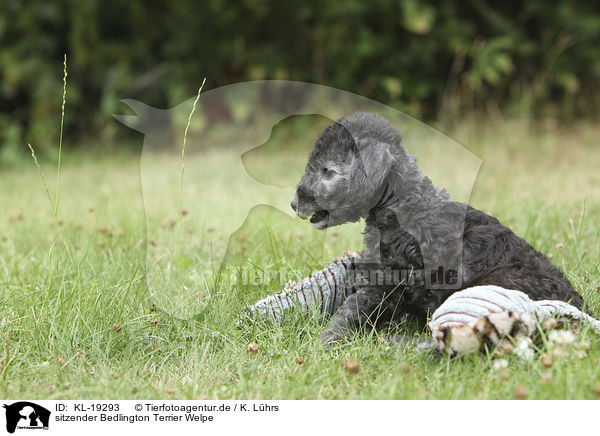 sitzender Bedlington Terrier Welpe / sitting Bedlington Terrier Puppy / KL-19293
