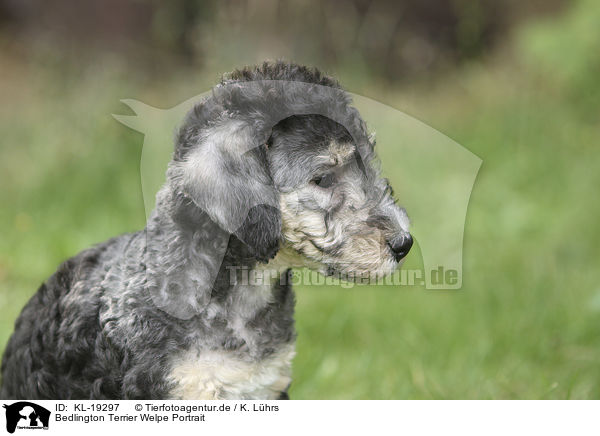 Bedlington Terrier Welpe Portrait / Bedlington Terrier Puppy portrait / KL-19297
