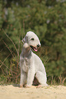 sitzender Bedlington Terrier