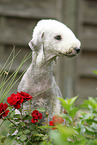 Bedlington Terrier Portrait