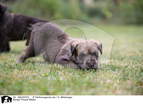 Berger Picard Welpe / Berger Picard Dog Puppy / AM-05570