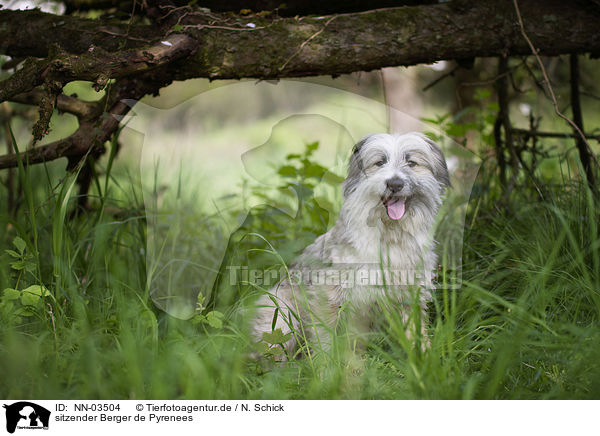 sitzender Berger de Pyrenees / sitting Berger de Pyrenees / NN-03504