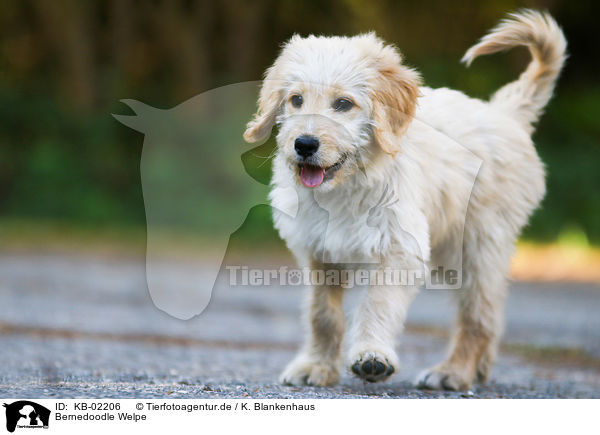 Bernedoodle Welpe / Bernedoodle puppy / KB-02206