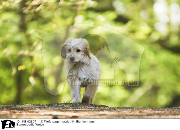 Bernedoodle Welpe / Bernedoodle puppy / KB-02807