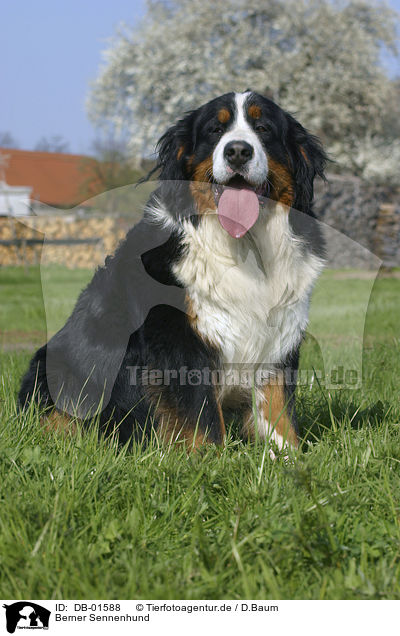 Berner Sennenhund / Bernese Mountain dog / DB-01588