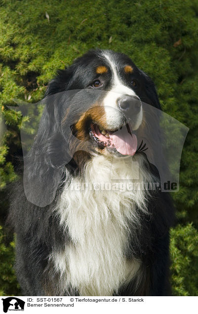 Berner Sennenhund / Bernese Mountain Dog / SST-01567