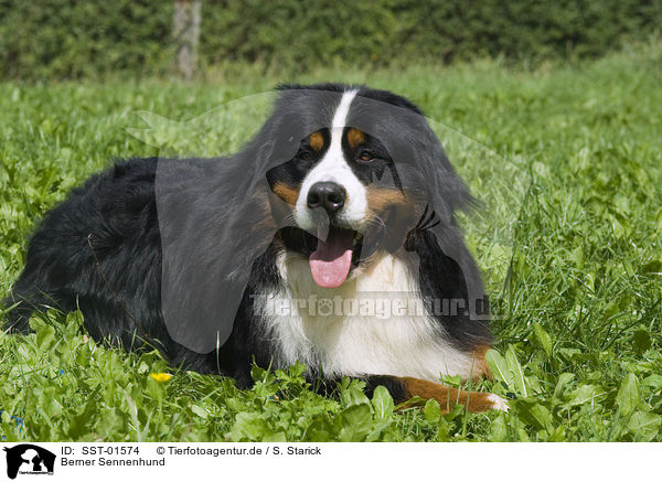 Berner Sennenhund / Bernese Mountain Dog / SST-01574