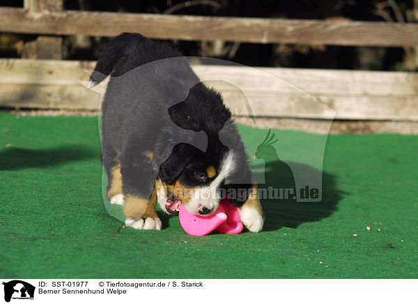 Berner Sennenhund Welpe / Bernese Mountain Dog Puppy / SST-01977