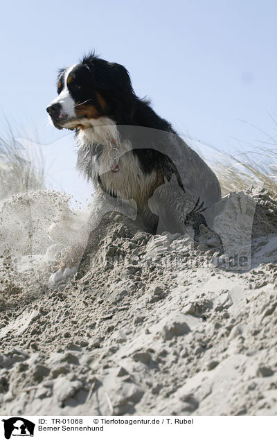 Berner Sennenhund / Bernese Mountain Dog / TR-01068